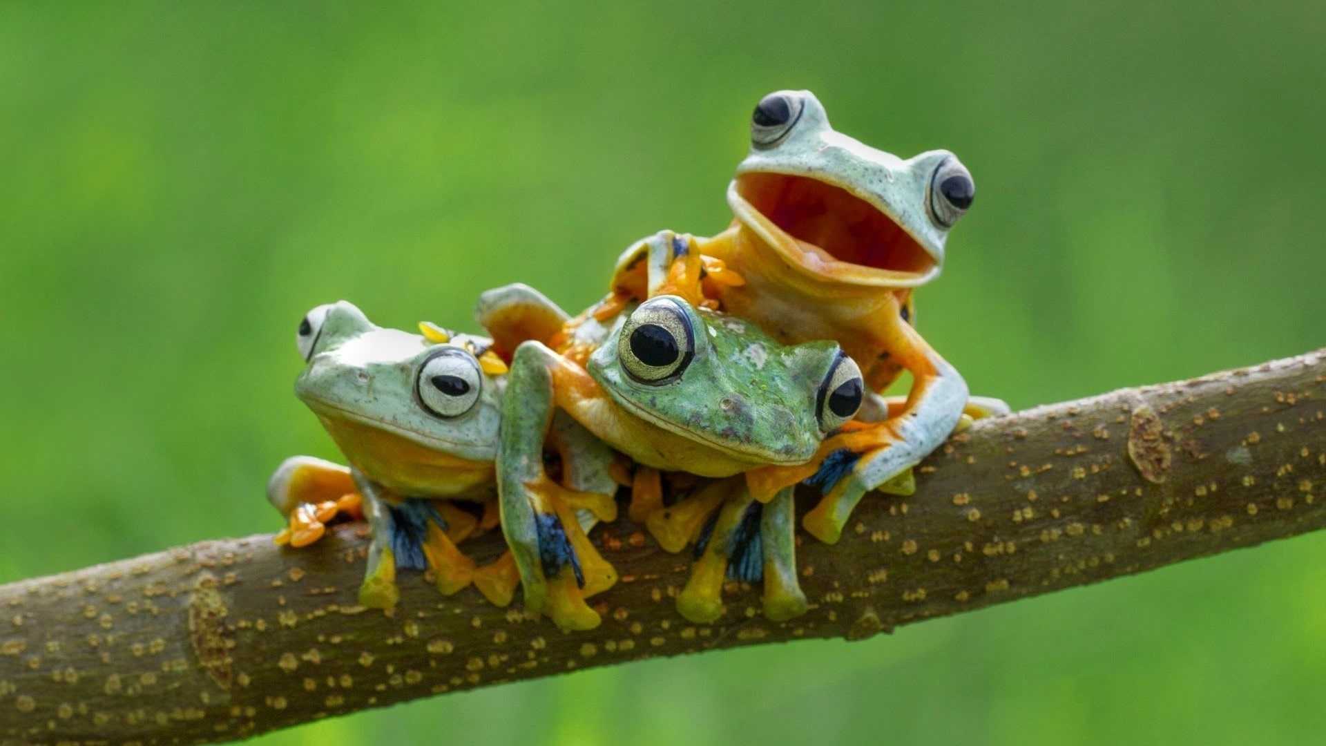 Aesthetic Frog Wallpapers - Wallpaper Cave