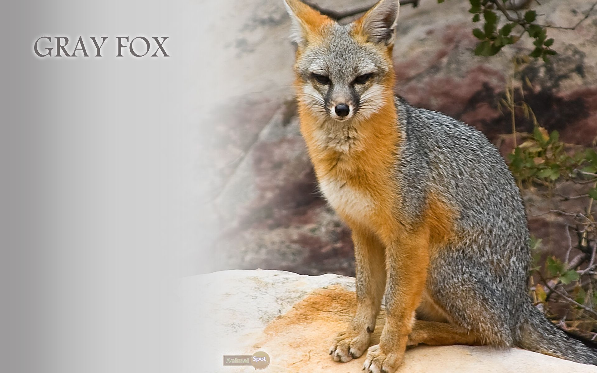 Gray Fox Wallpaperwallpaperafari.com