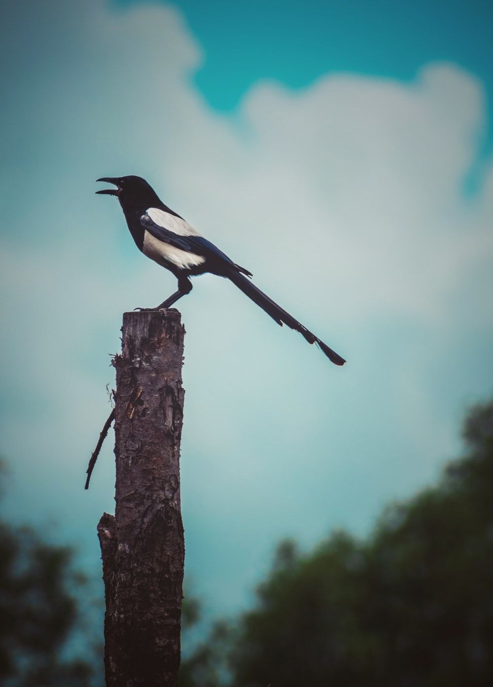 Magpie Picture. Download Free Image .com