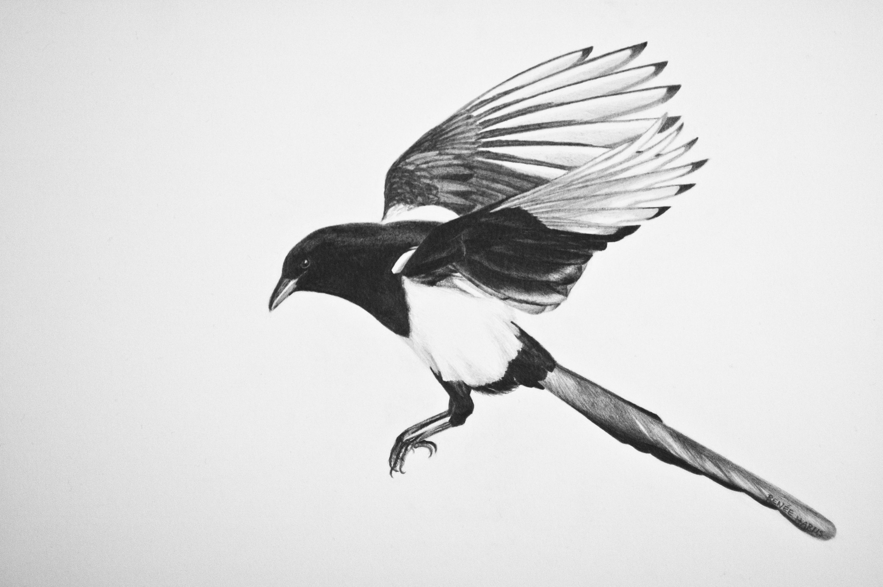 Magpie Wallpapers - Wallpaper Cave