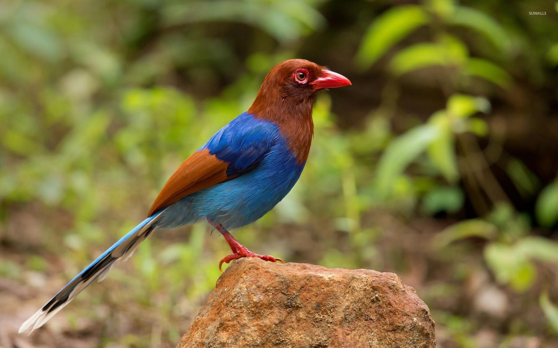 Sri Lanka blue magpie on a rock .suwalls.com