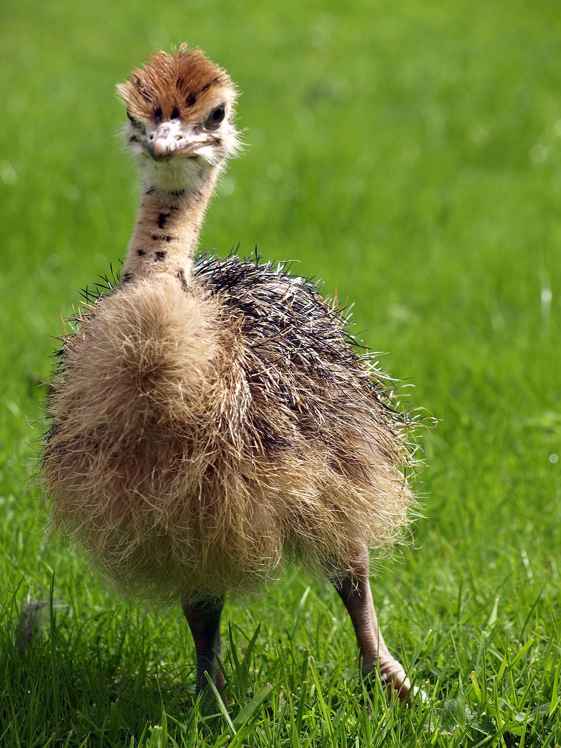 Baby Ostrich Wallpapers - Wallpaper Cave