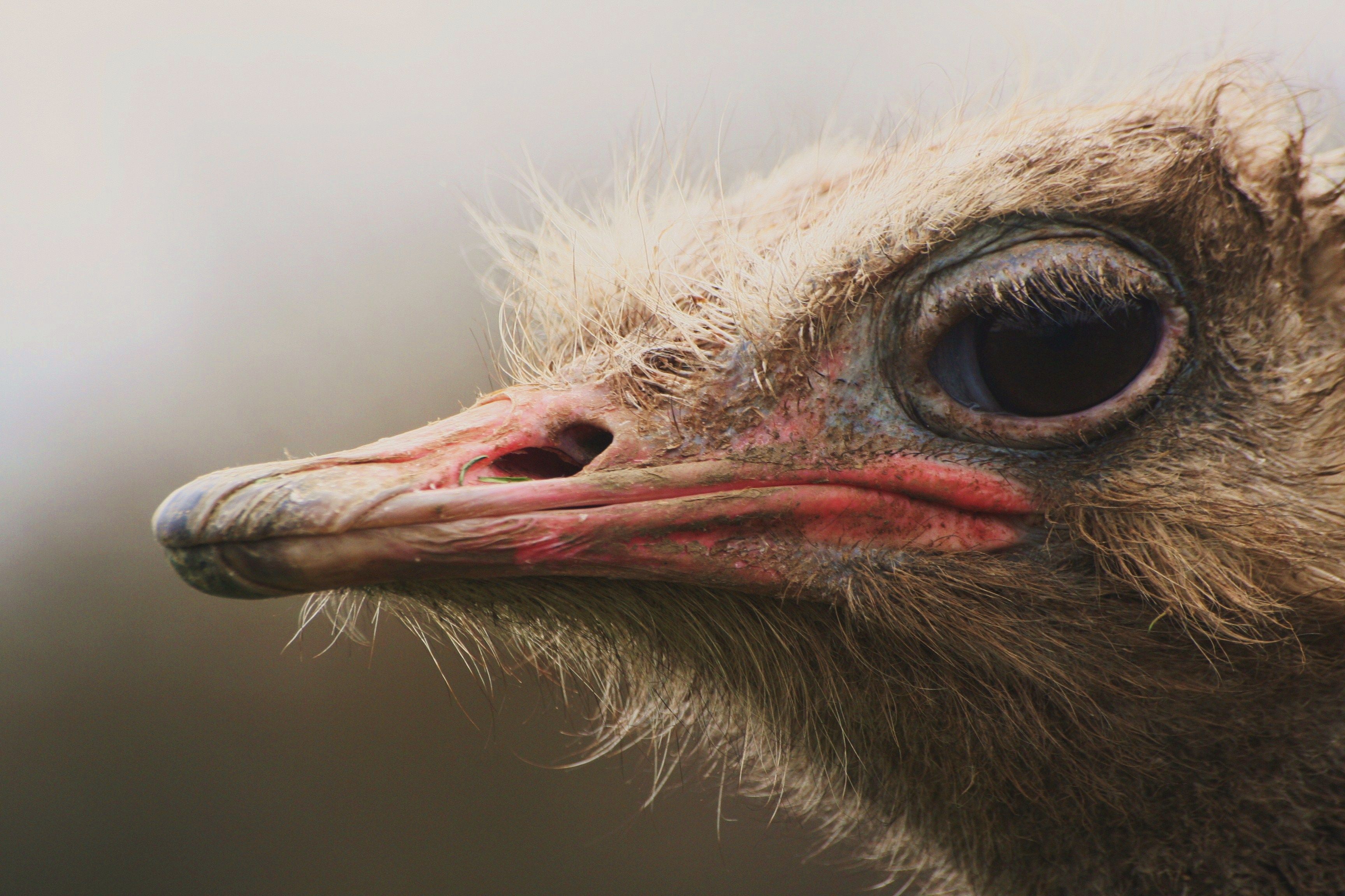 Ostrich Wallpaper .hipwallpaper.com