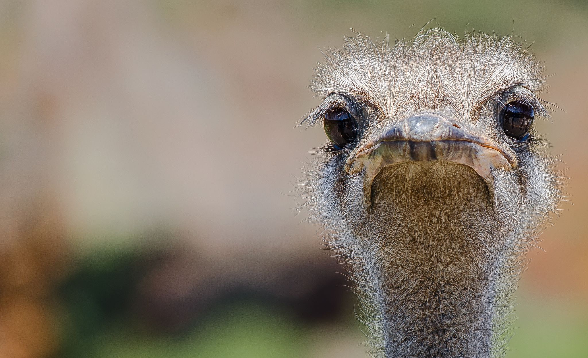 Baby Ostrich Wallpapers - Wallpaper Cave