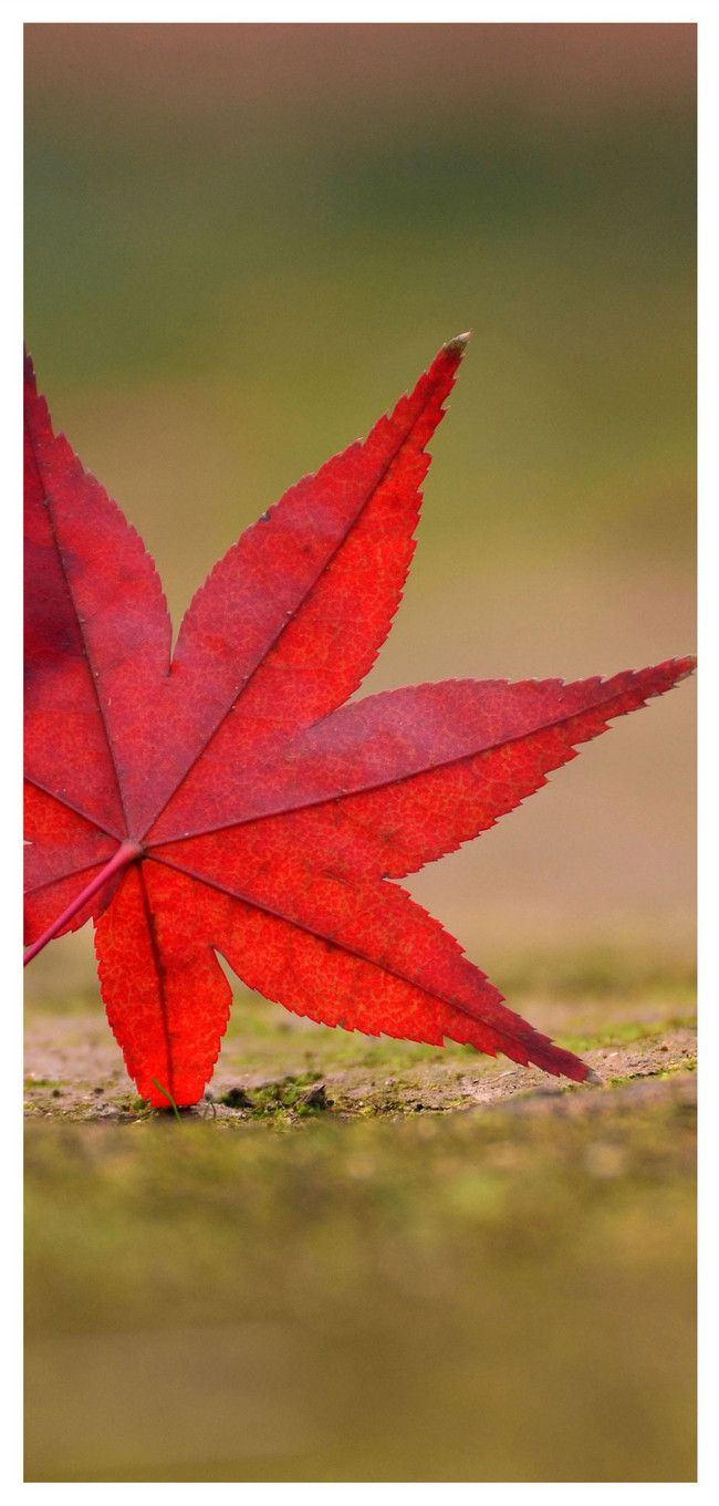 Maple Leaf Mobile Wallpaper background .lovepik.com