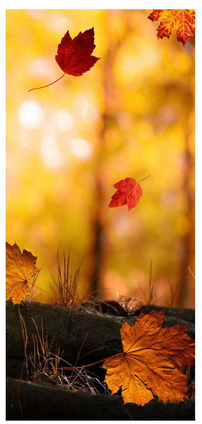 Autumn Maple Leaf Sentiment Mobile Phone Wallpaper Images Free Download on  Lovepik  400293786