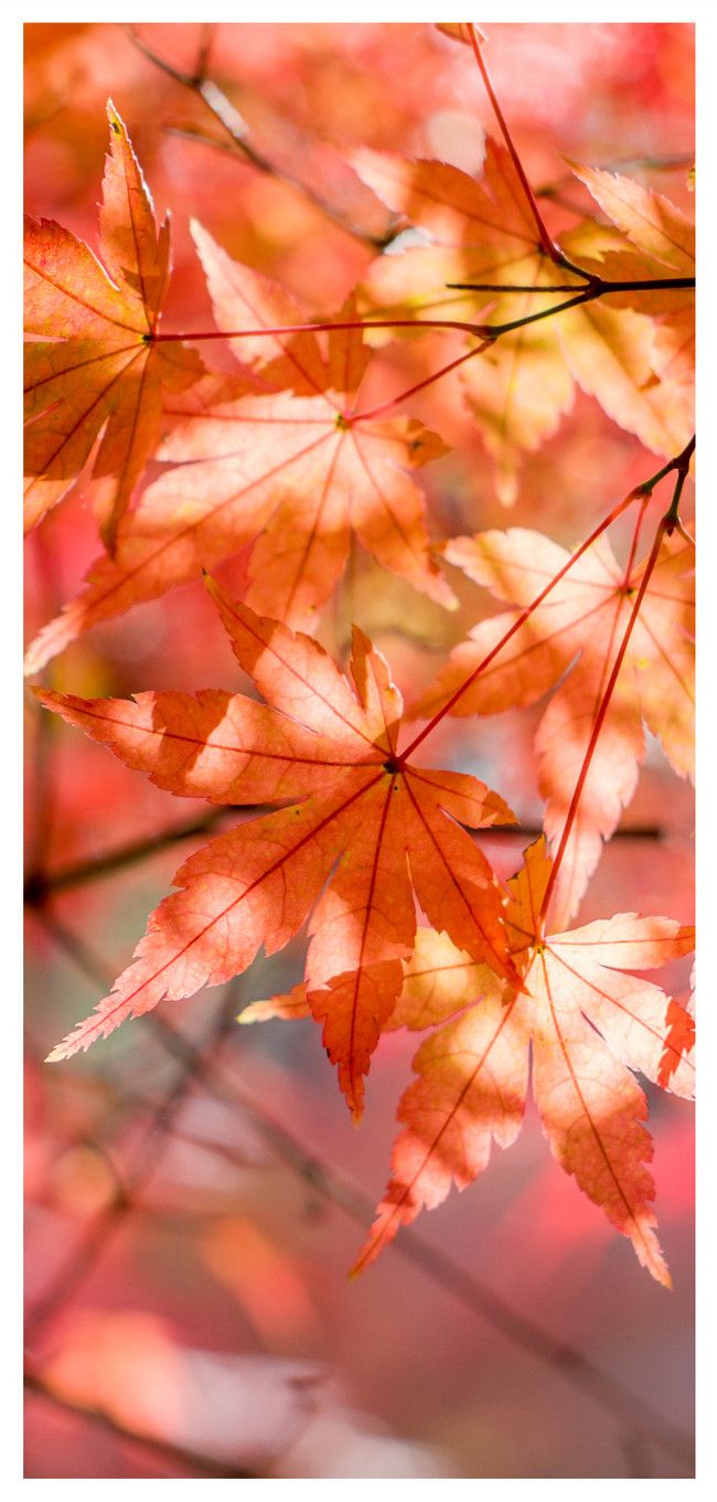 Maple Leaf Mobile Wallpaper background .lovepik.com