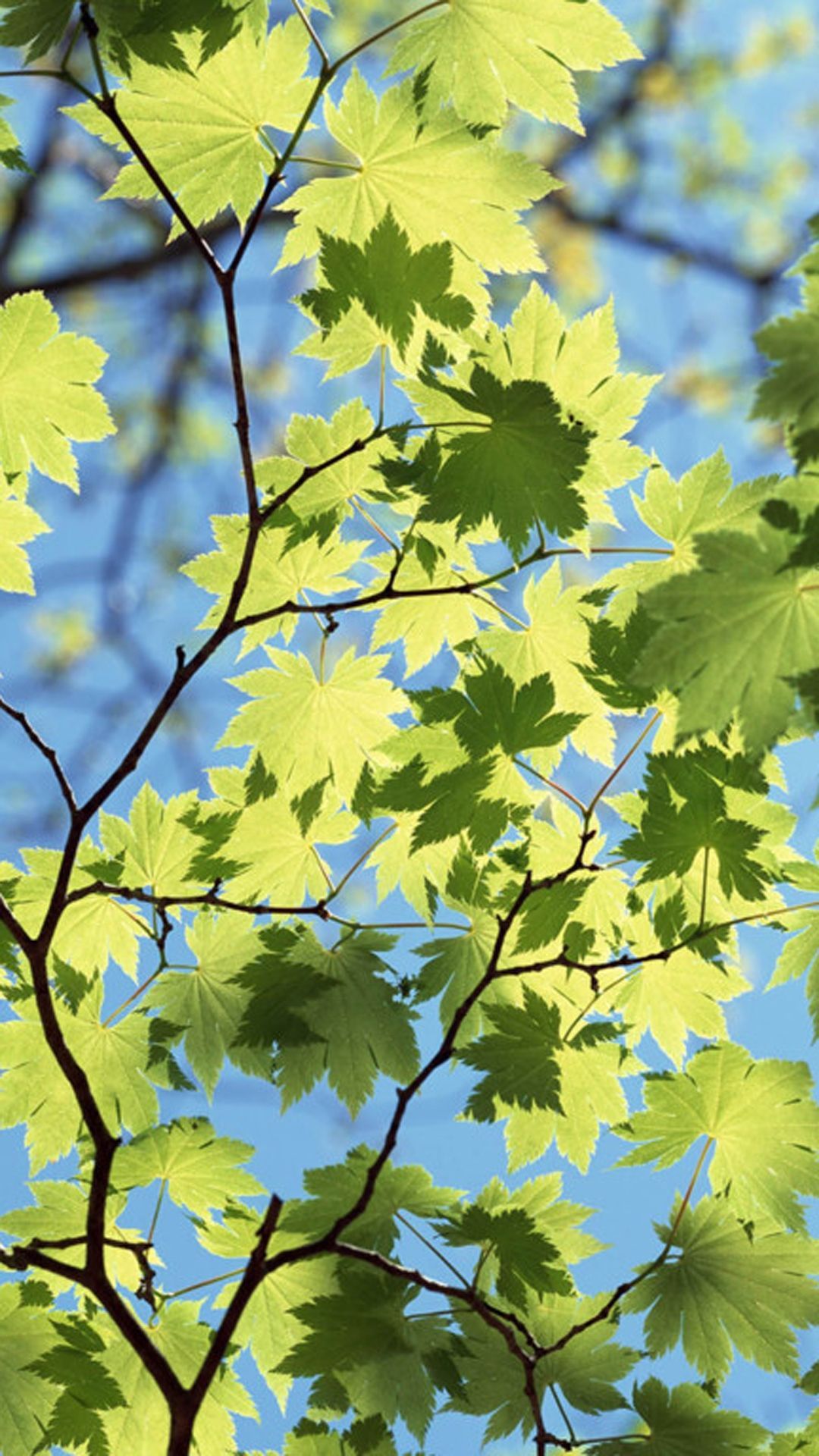 Maple Leaves Under Sunlight iPhone 6 .com