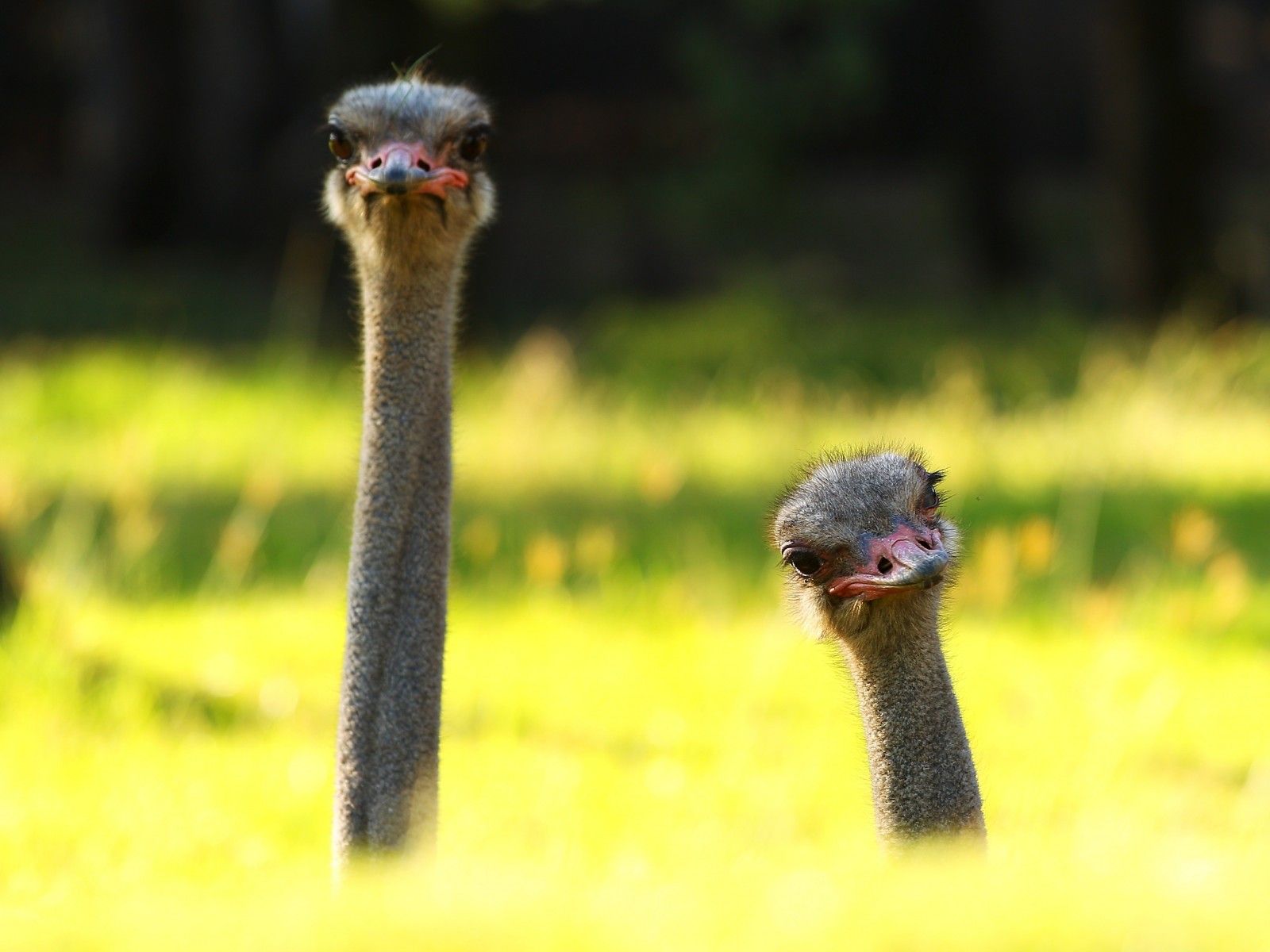 ostrich HD wallpaper, Backgroundmocah.org