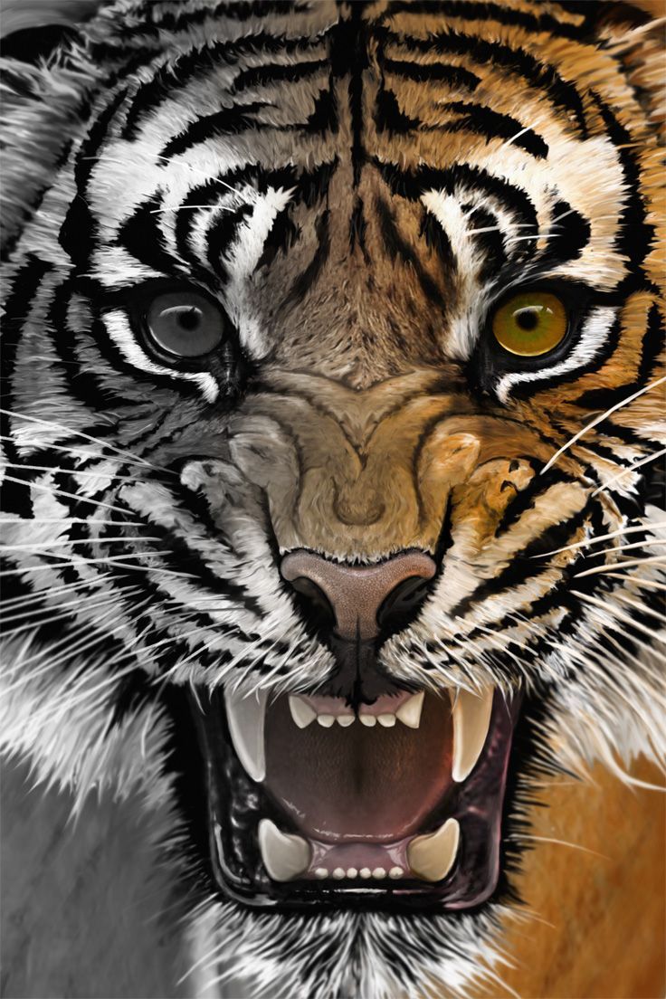 Tiger roar. Tiger roaring, Tiger .com