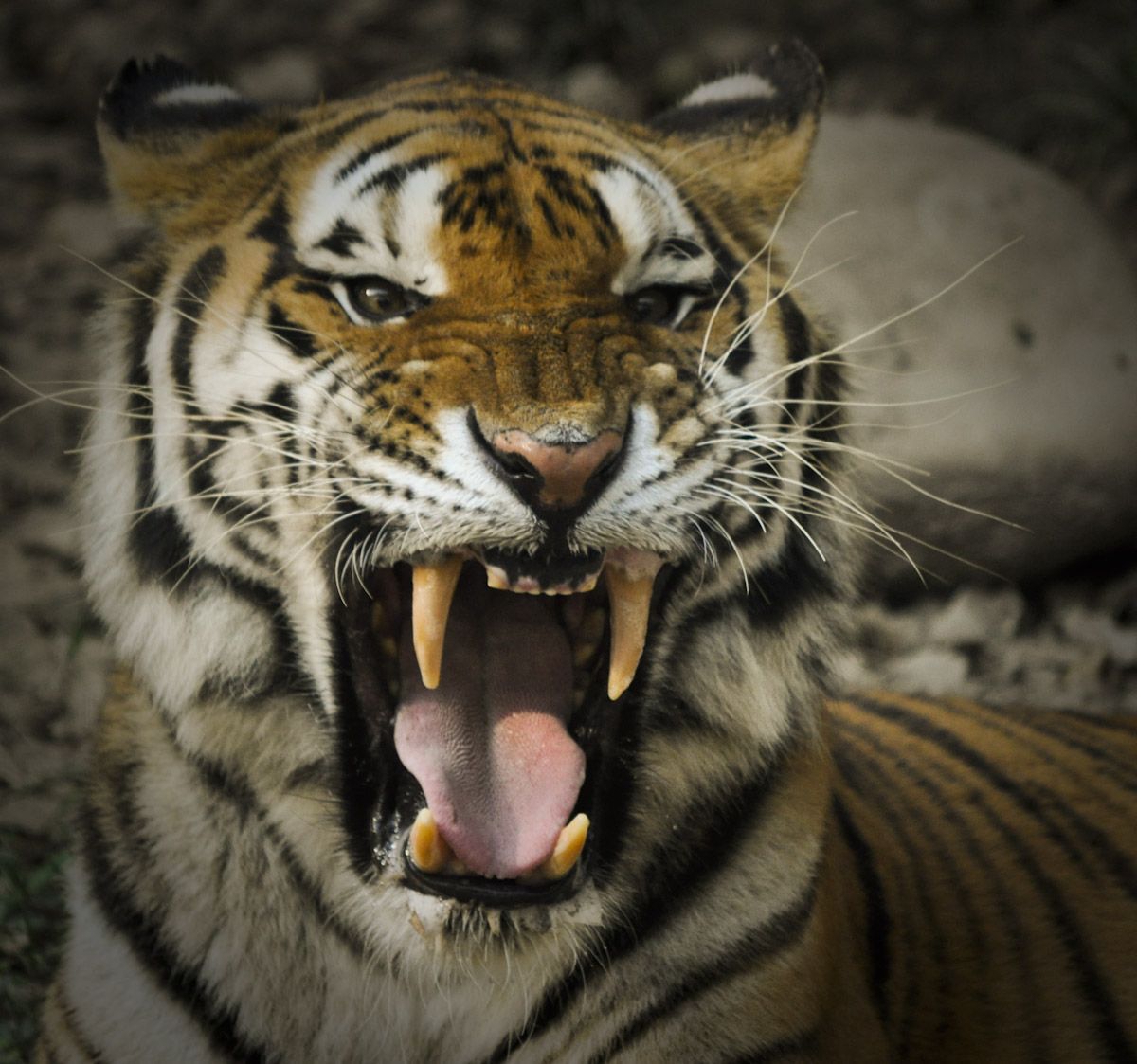 Tiger Roaring Wallpaper .itl.cat