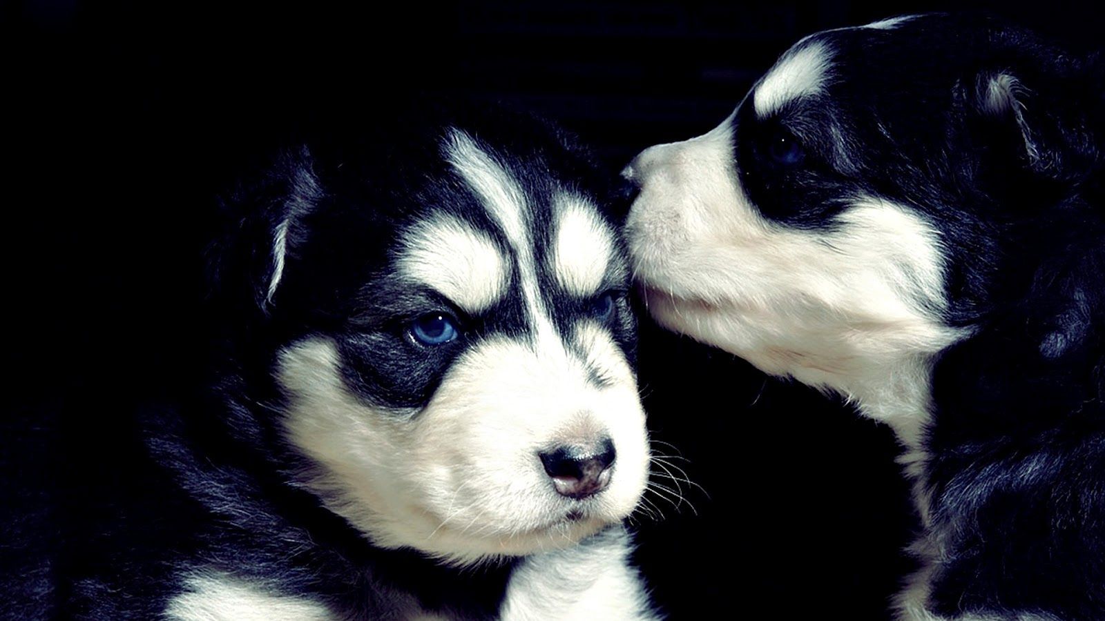 Black And White Dog Wallpaper .wallpaper House.com