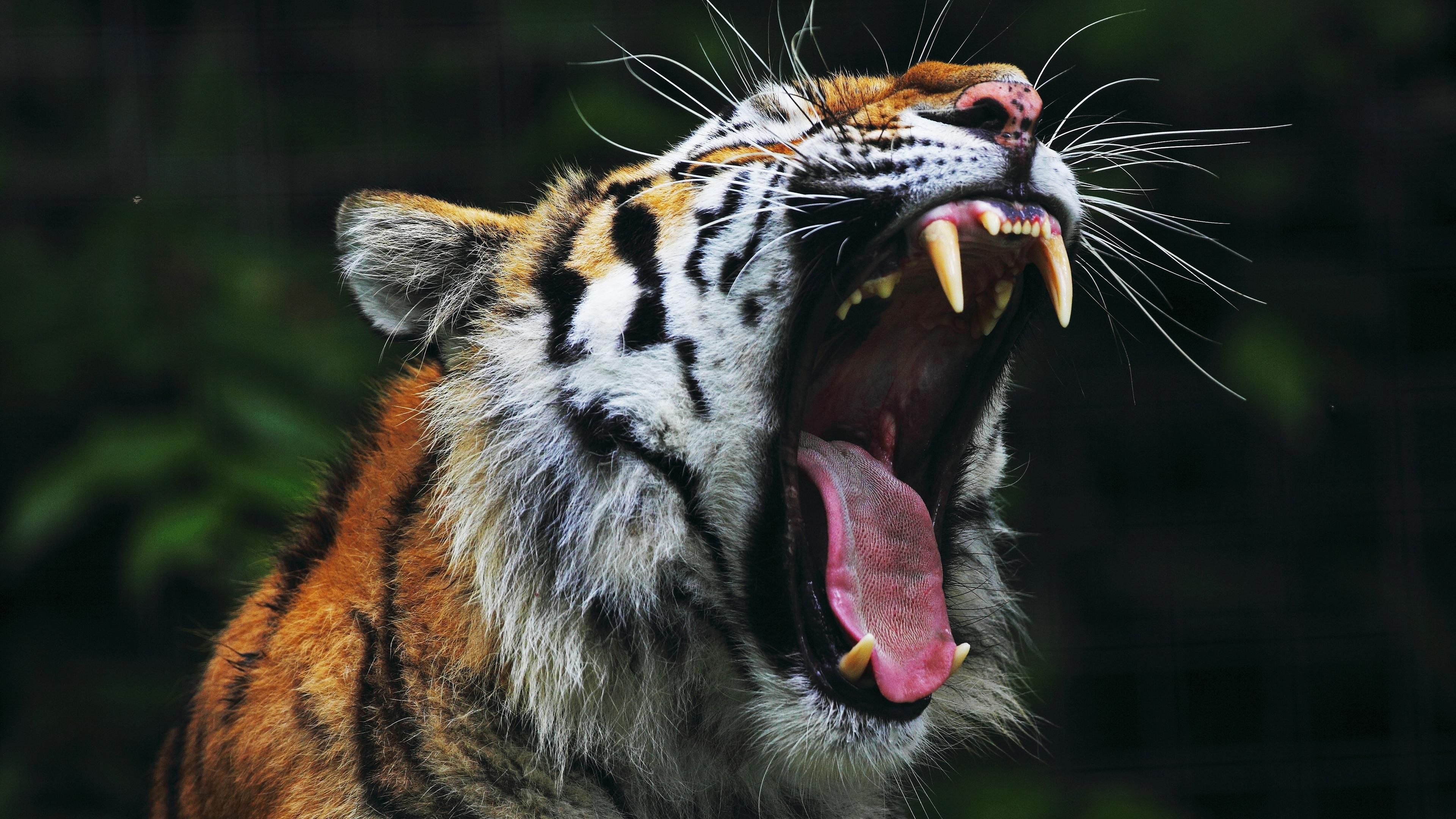 Tiger roaring, Tiger wallpaper .com