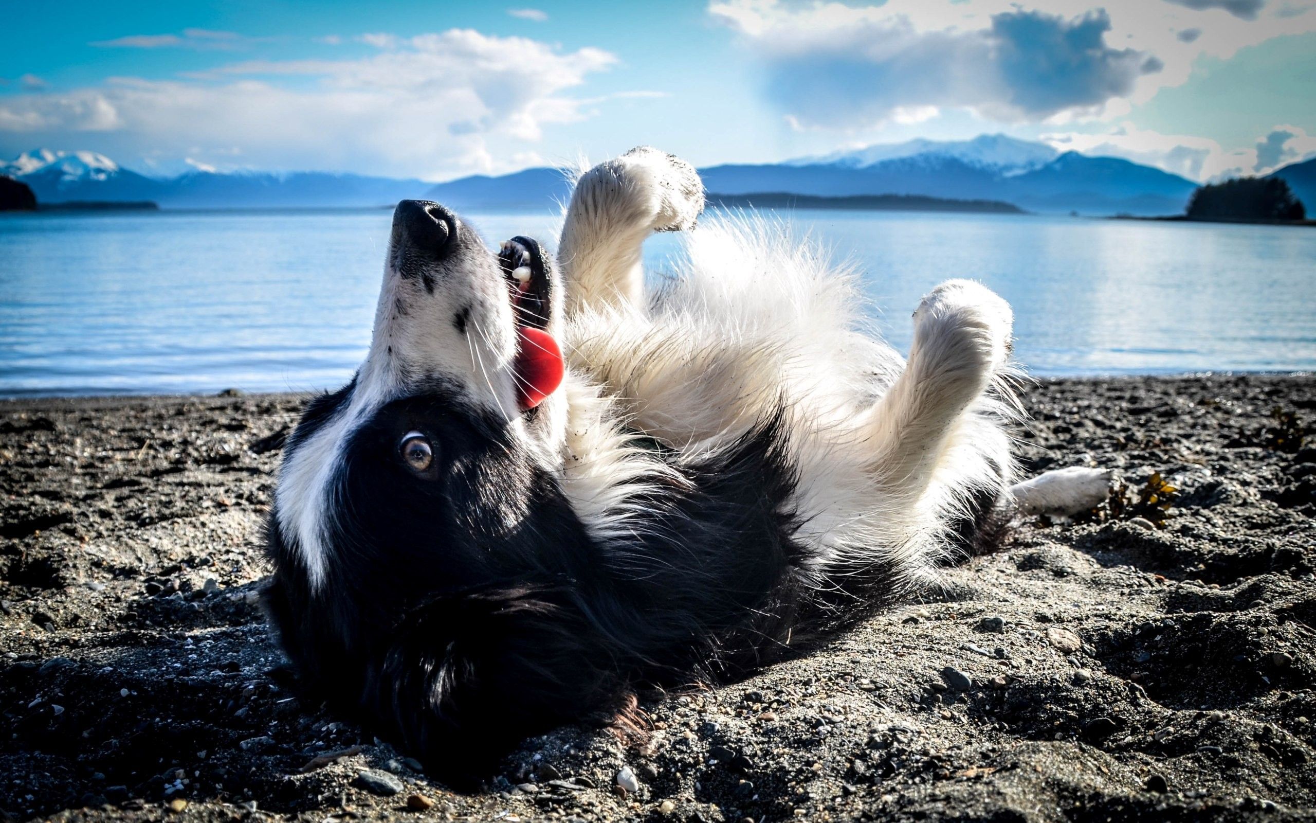 Black and white dog lies on his back on .zastavki.com