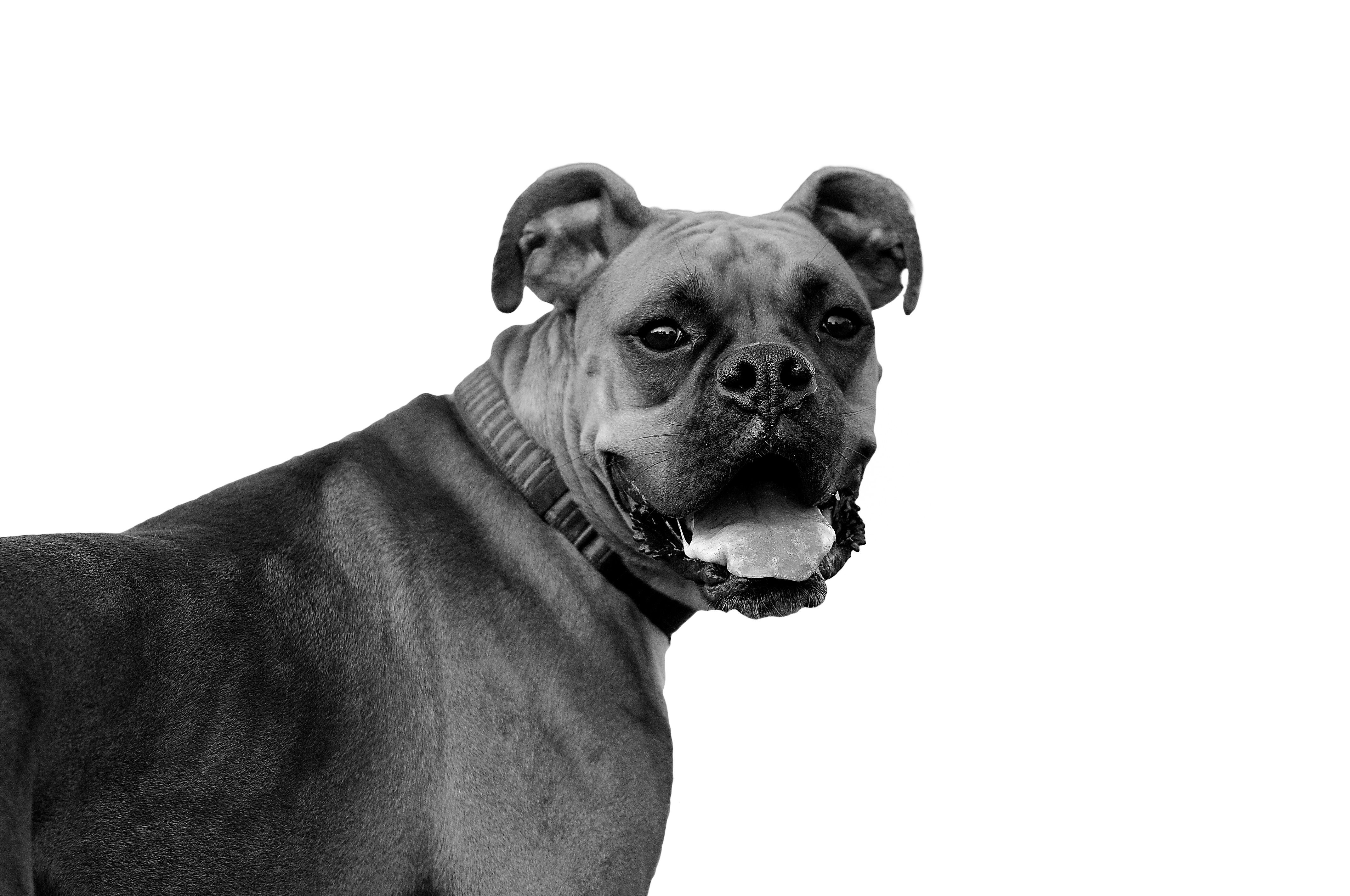 Beautiful boxer, black and white photo .zastavki.com