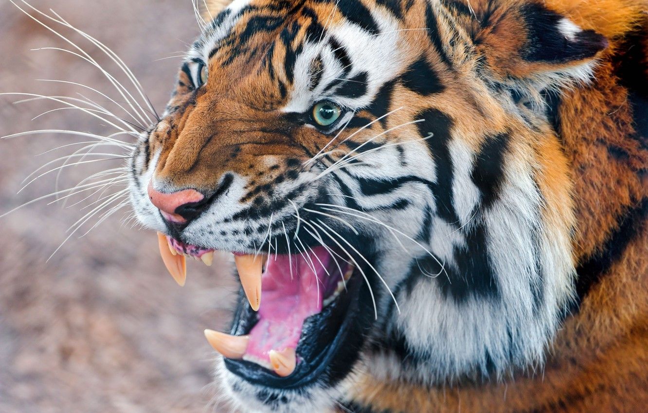 Wallpaper tiger, predator, mouth, tiger .goodfon.com