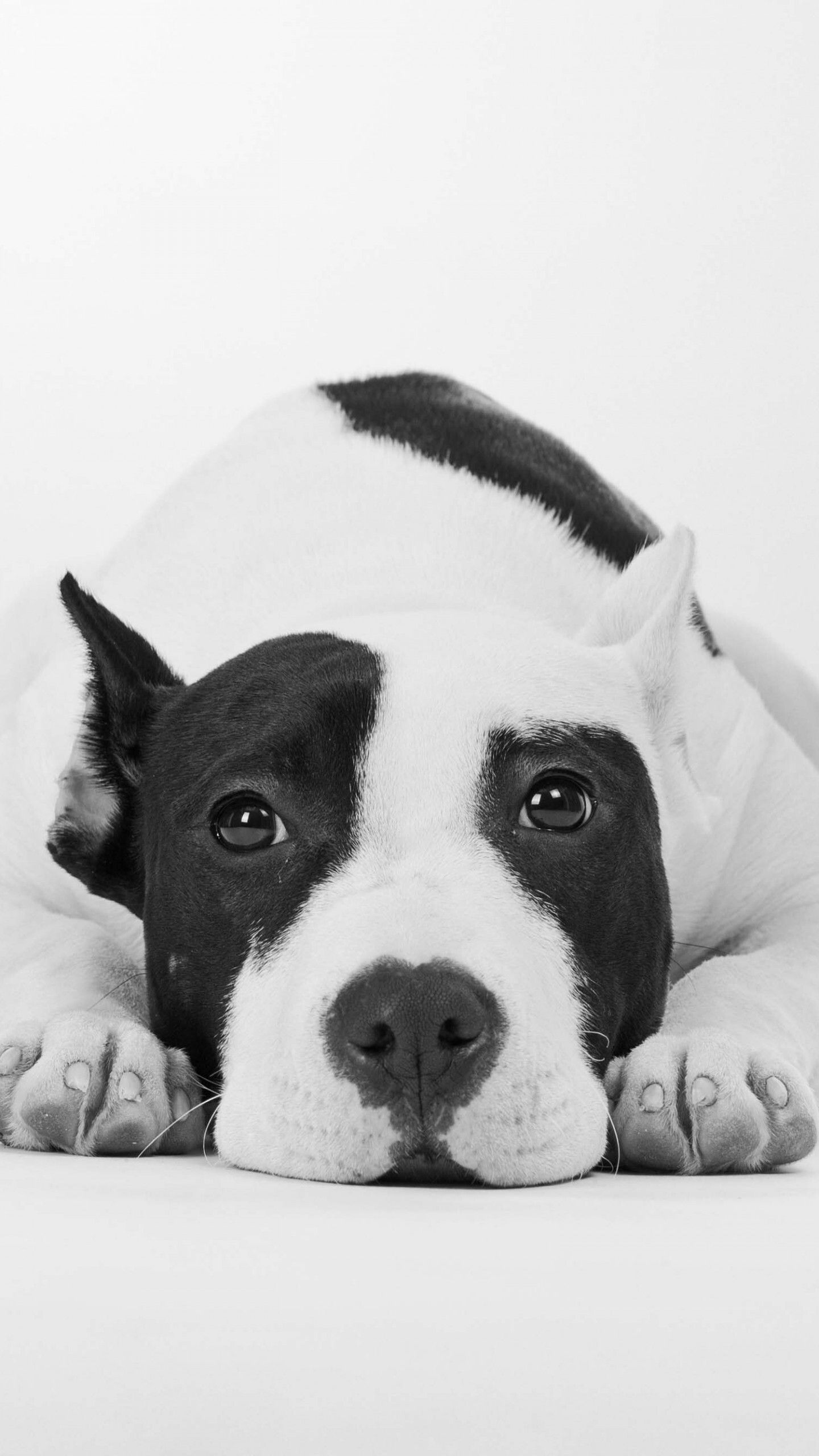 Black And White Dog. Wallpaper Sharewallpaperhare.com