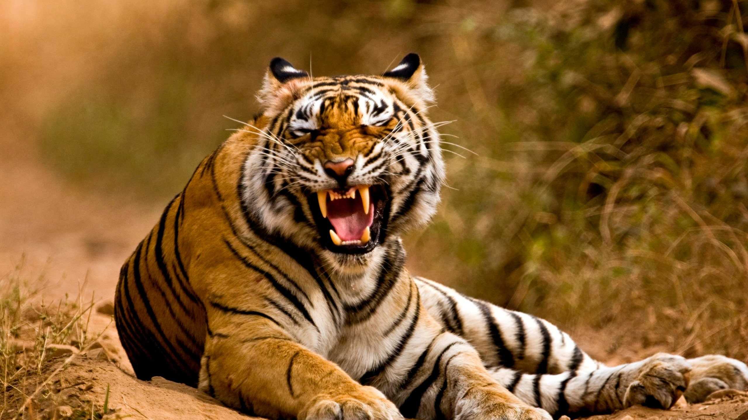 Tiger Roar Wallpaper .kolpaper.com