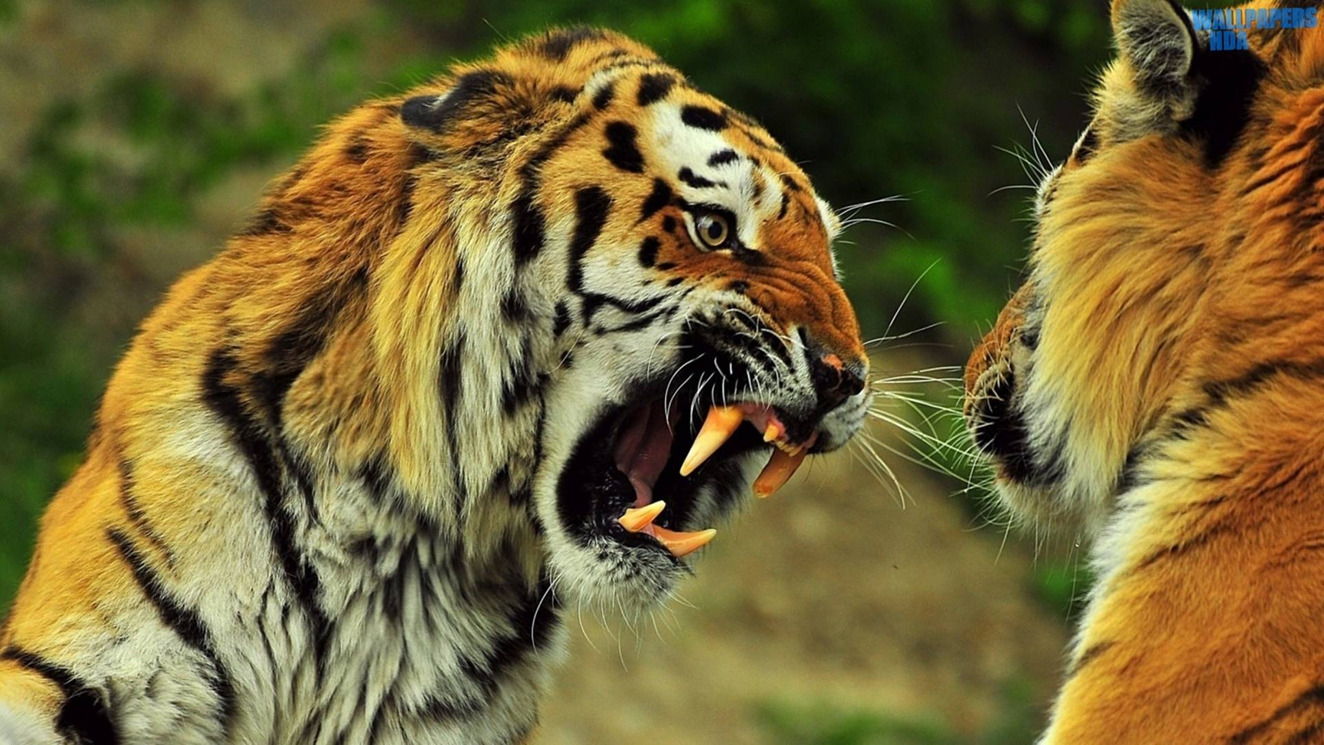 Tigers roaring HD 1920×1080