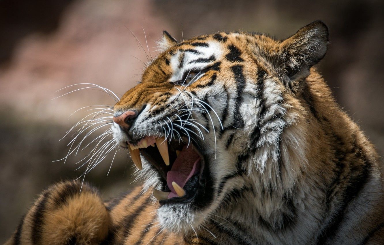 Wallpaper tiger, mouth, roar imagegoodfon.com
