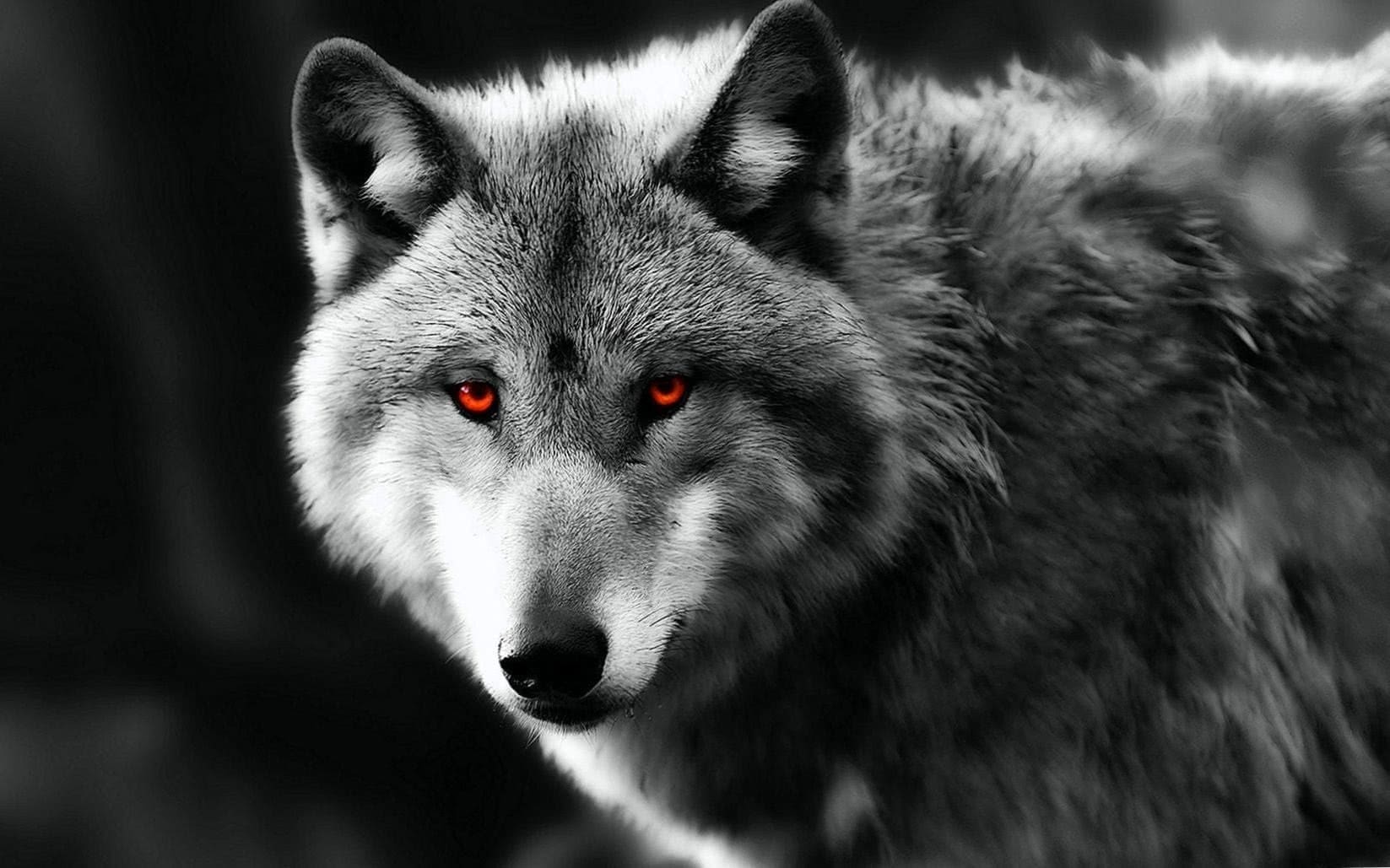 Red Eyes Wolf Wallpaper .wolf Wallpaper.pro