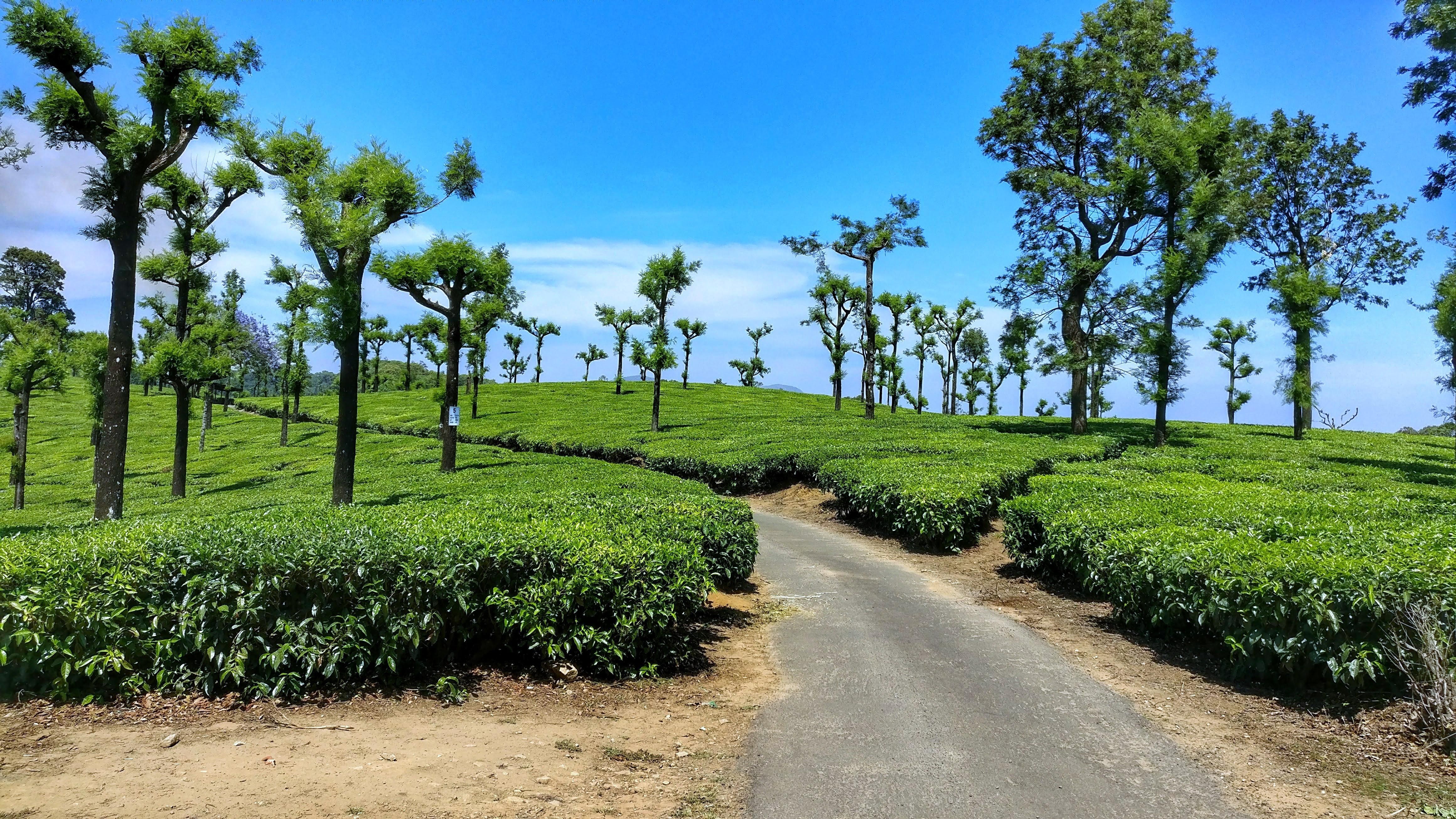Valparai Tea Estates. Tea estate .com