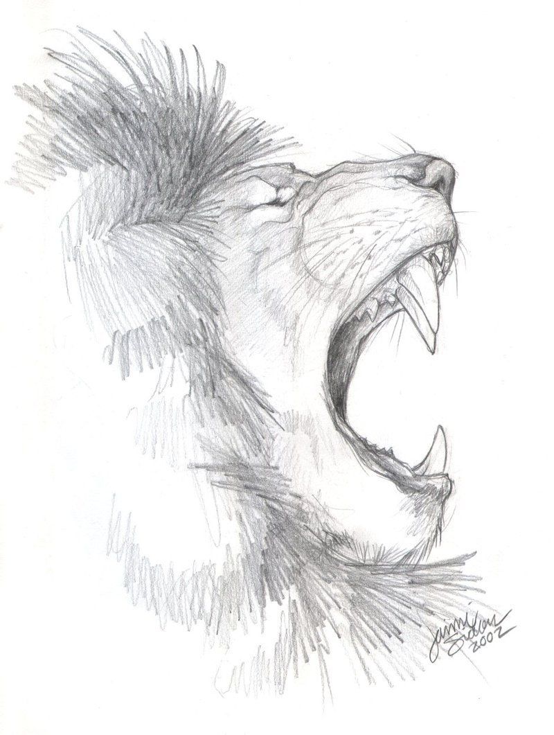 Lion sketch, Animal drawings .com