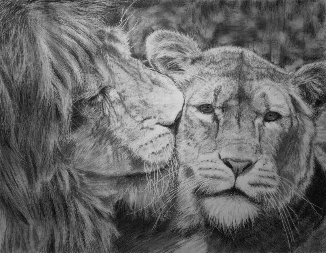 FREE Wonderful Lion Drawings in AIfreecreatives.com