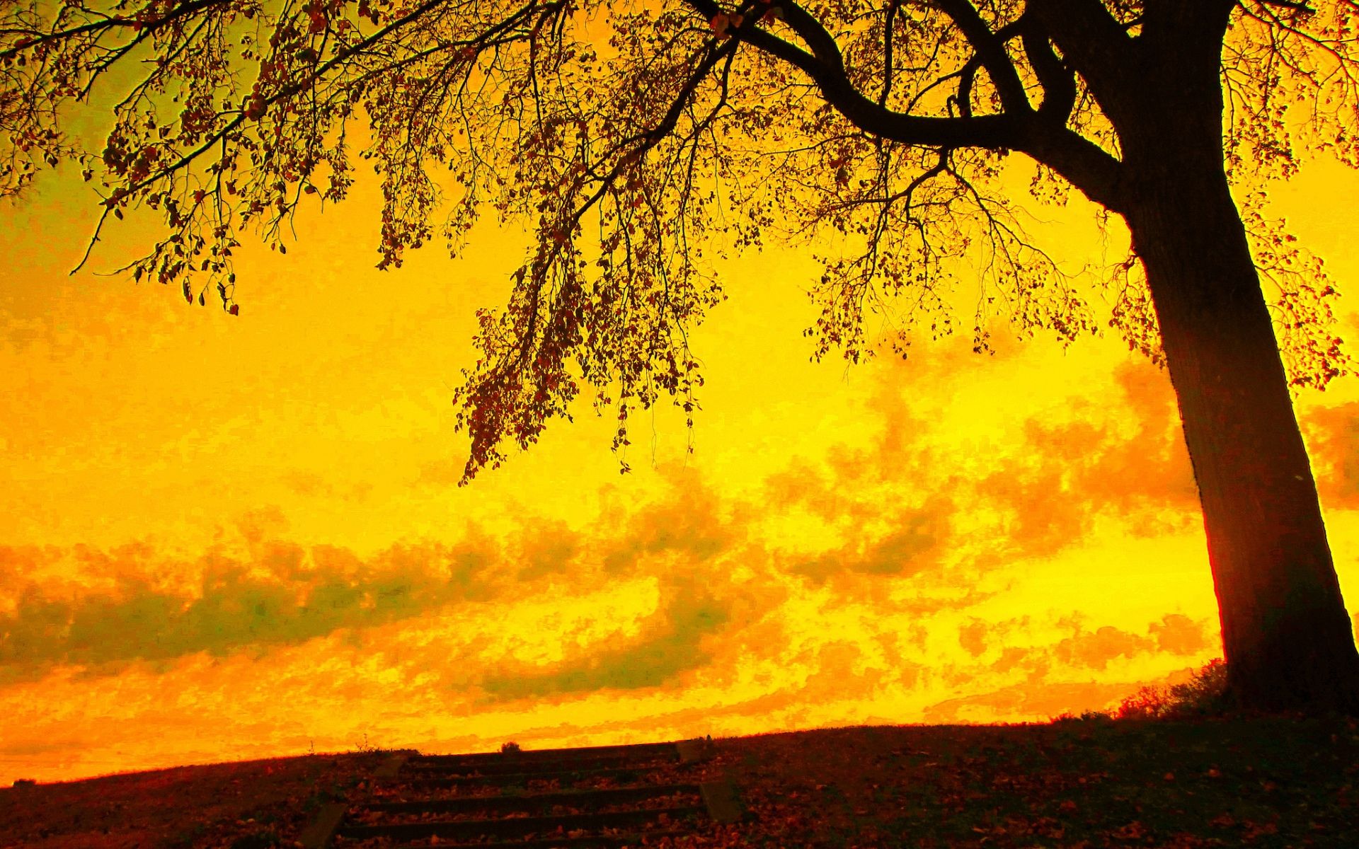 Yellow Sky And Autumn Tree Wallpaper .bhmpics.com