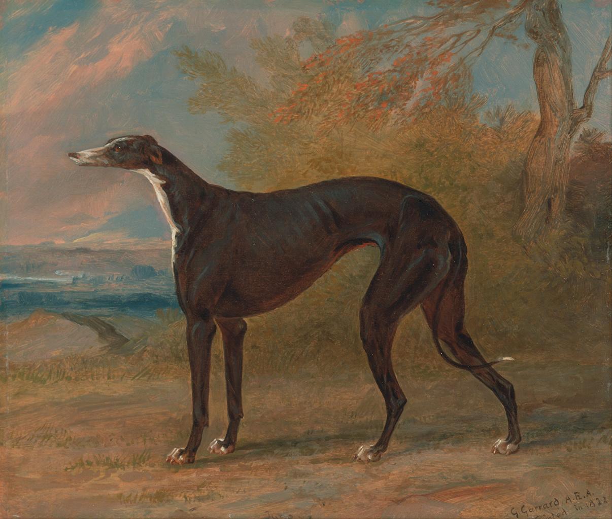 Greyhound Wallpaper 100 .itl.cat