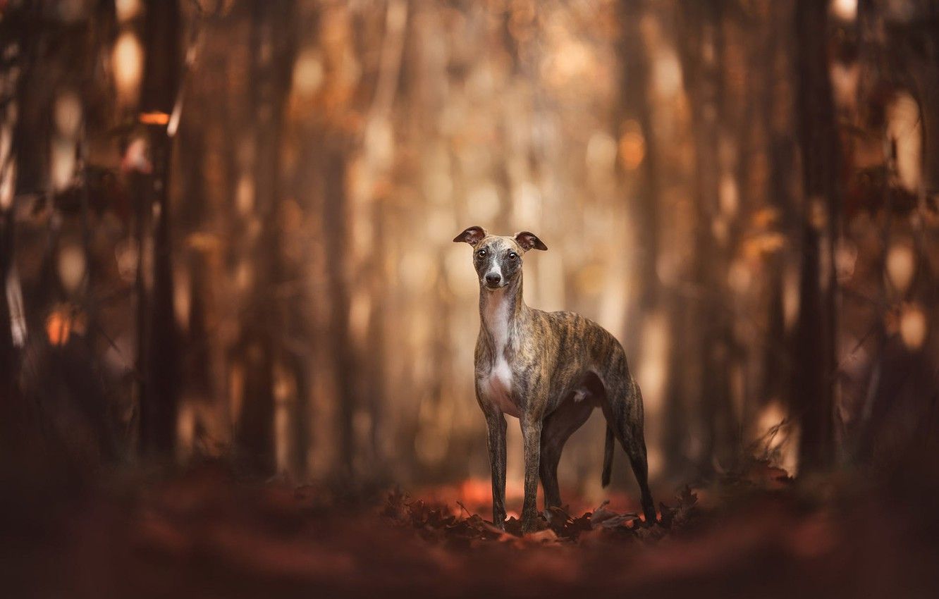 Wallpaper autumn, forest, look, leaves, light, trees, nature, pose, Park, background, trunks, dog, walk, is, bokeh, Italian Greyhound image for desktop, section собаки