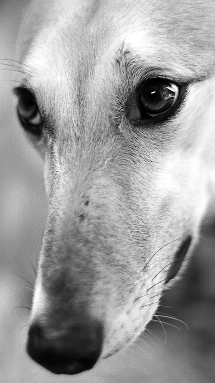 Dog iPhone Wallpaper .wallpapertip.com