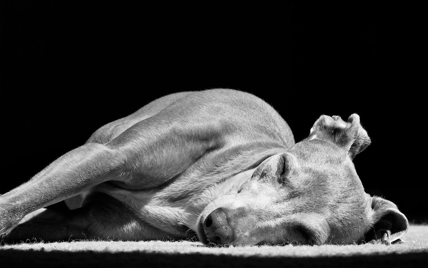 Gallery For: Greyhound Wallpaper, Top .bsnscb.com