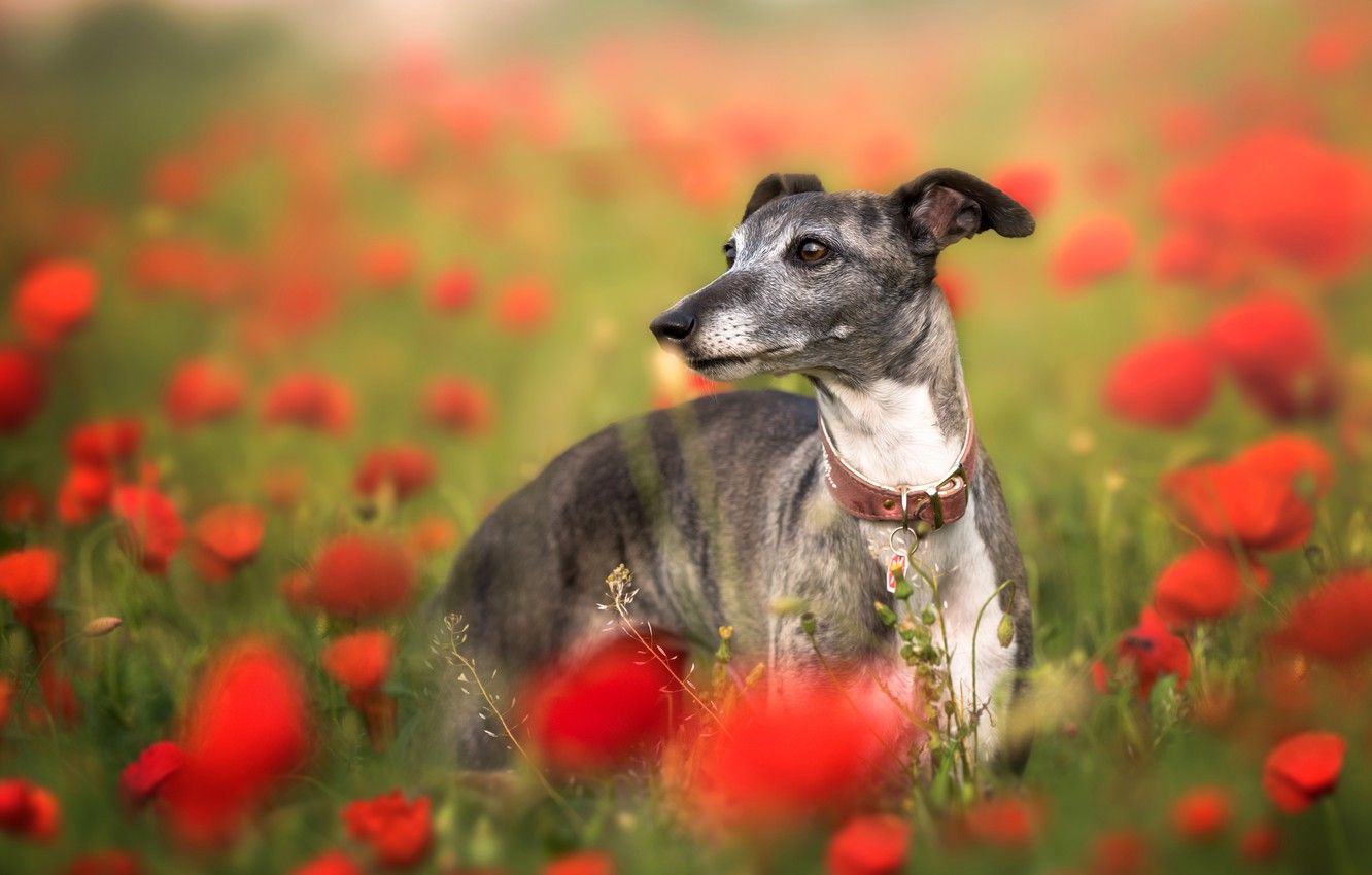 Wallpaper flowers, Maki, dog, poppy field, Italian Greyhound image for desktop, section собаки