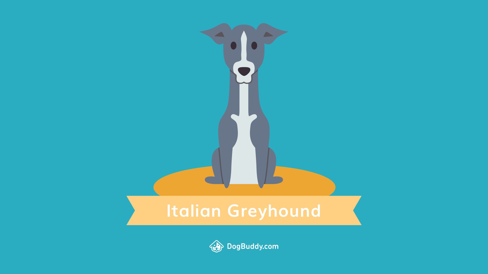 Woofpaper: Italian Greyhound