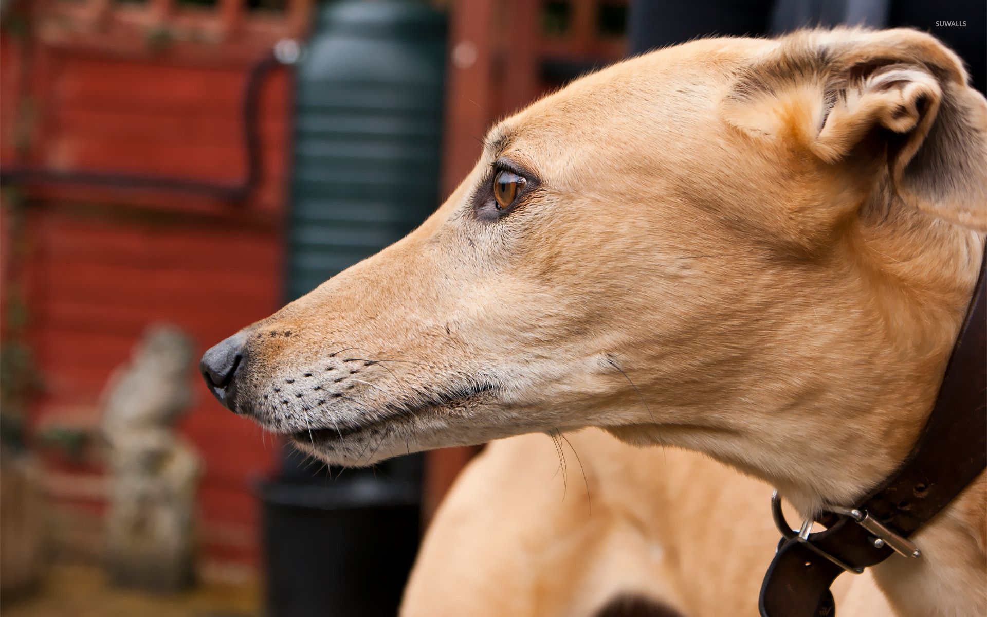 Greyhound Wallpaper Free .wallpaperaccess.com