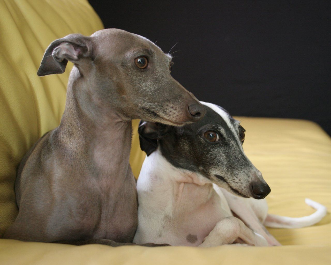 Italian greyhound dog .com