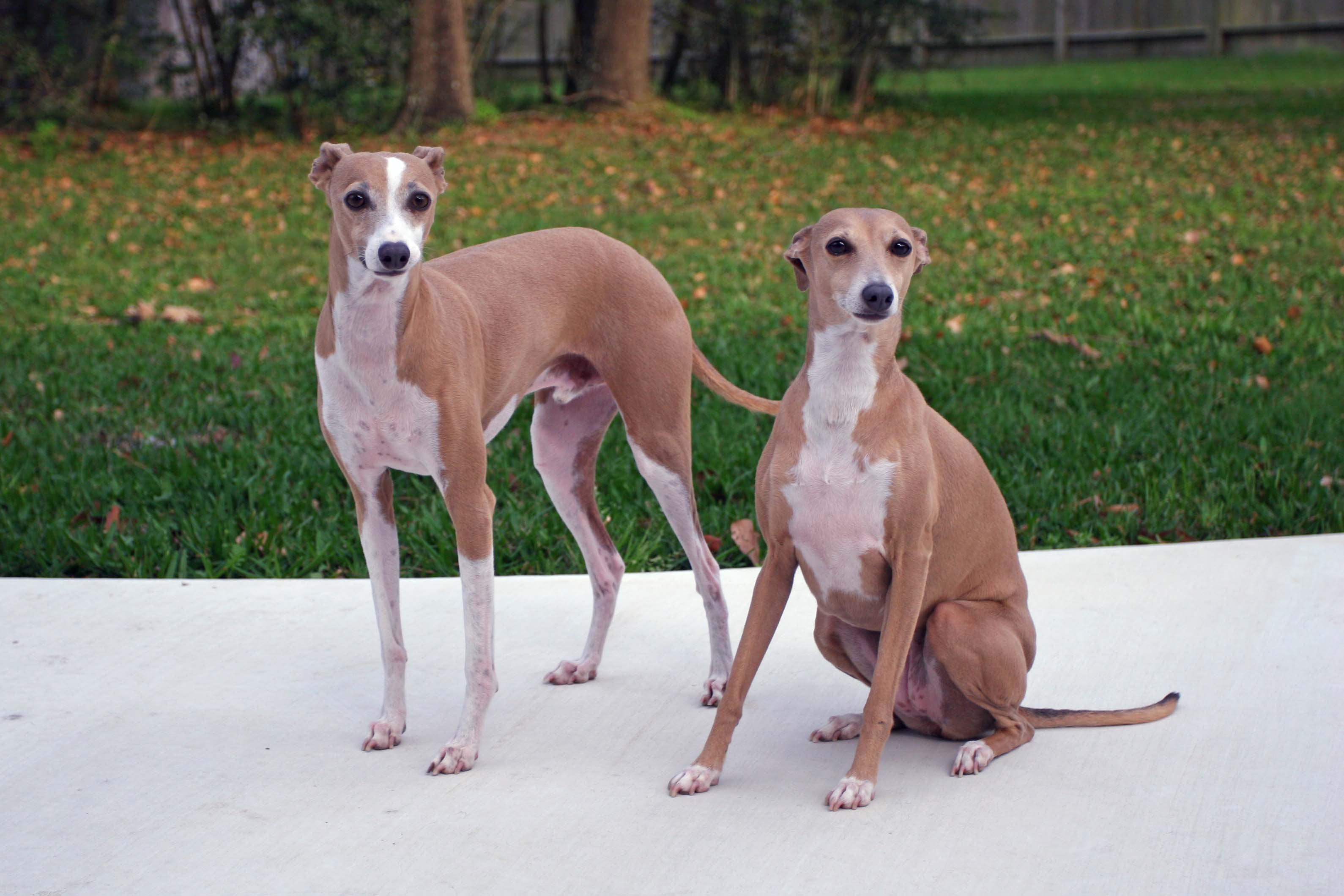 Italian Greyhound dogs photo and .dogwallpaper.net