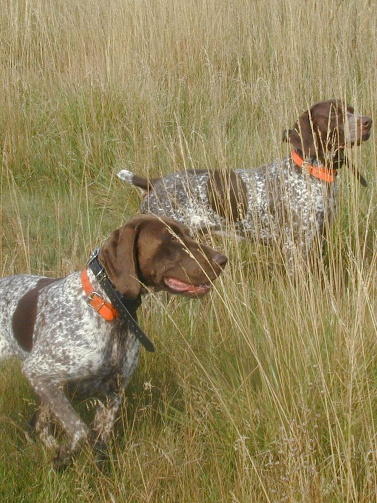 GSP Wallpaper. GSP Wallpaper .wallpaperafari.com