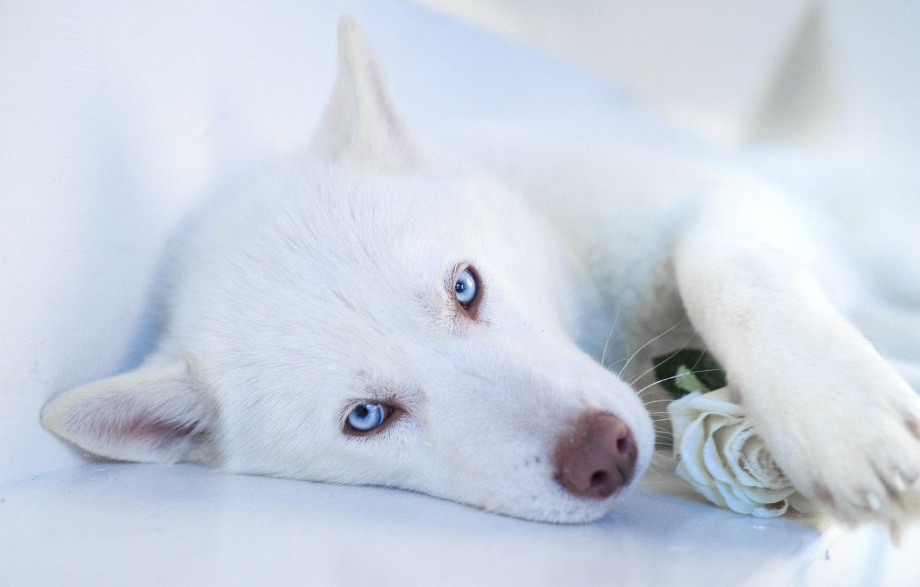 Wallpaper face, dog, white, husky .goodfon.com