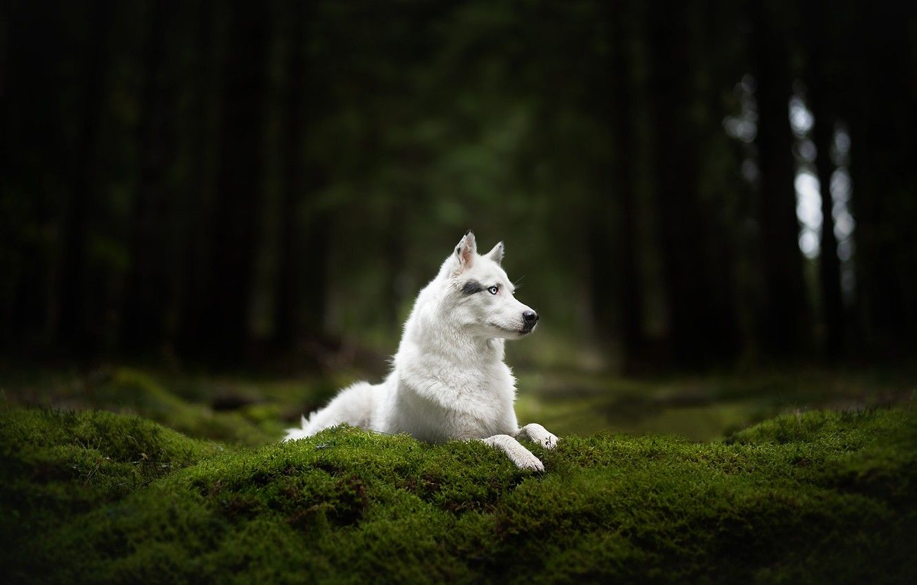 Wallpaper forest, moss, dog, white .goodfon.com