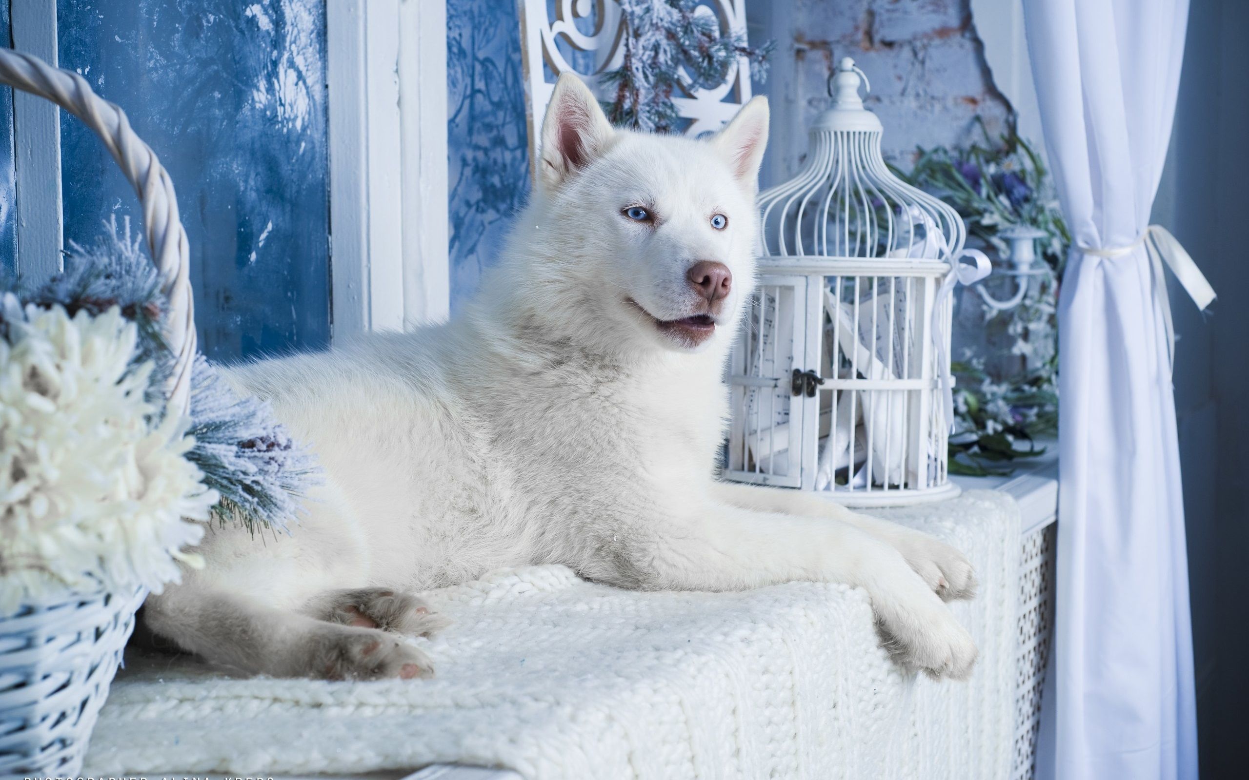 Wallpaper White Husky Dog 2560x1600 HD .best Wallpaper.net