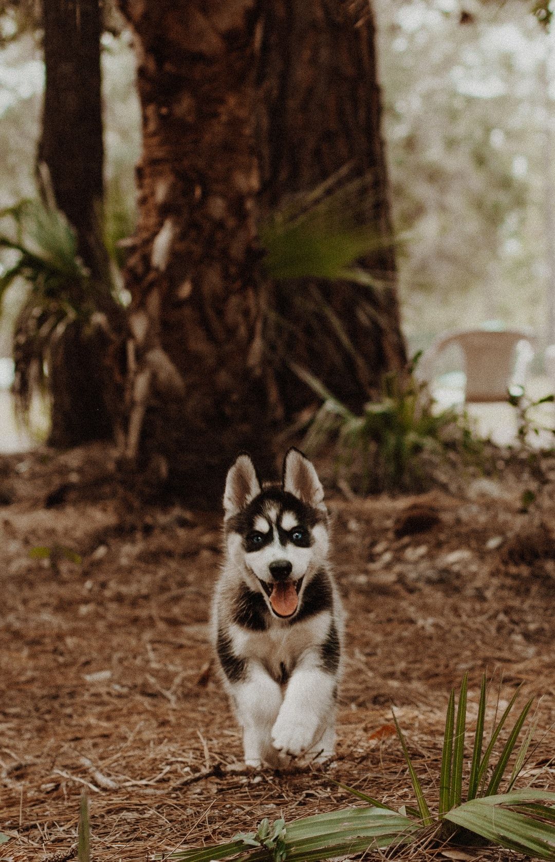 Husky Puppy Picture. Download Free .com
