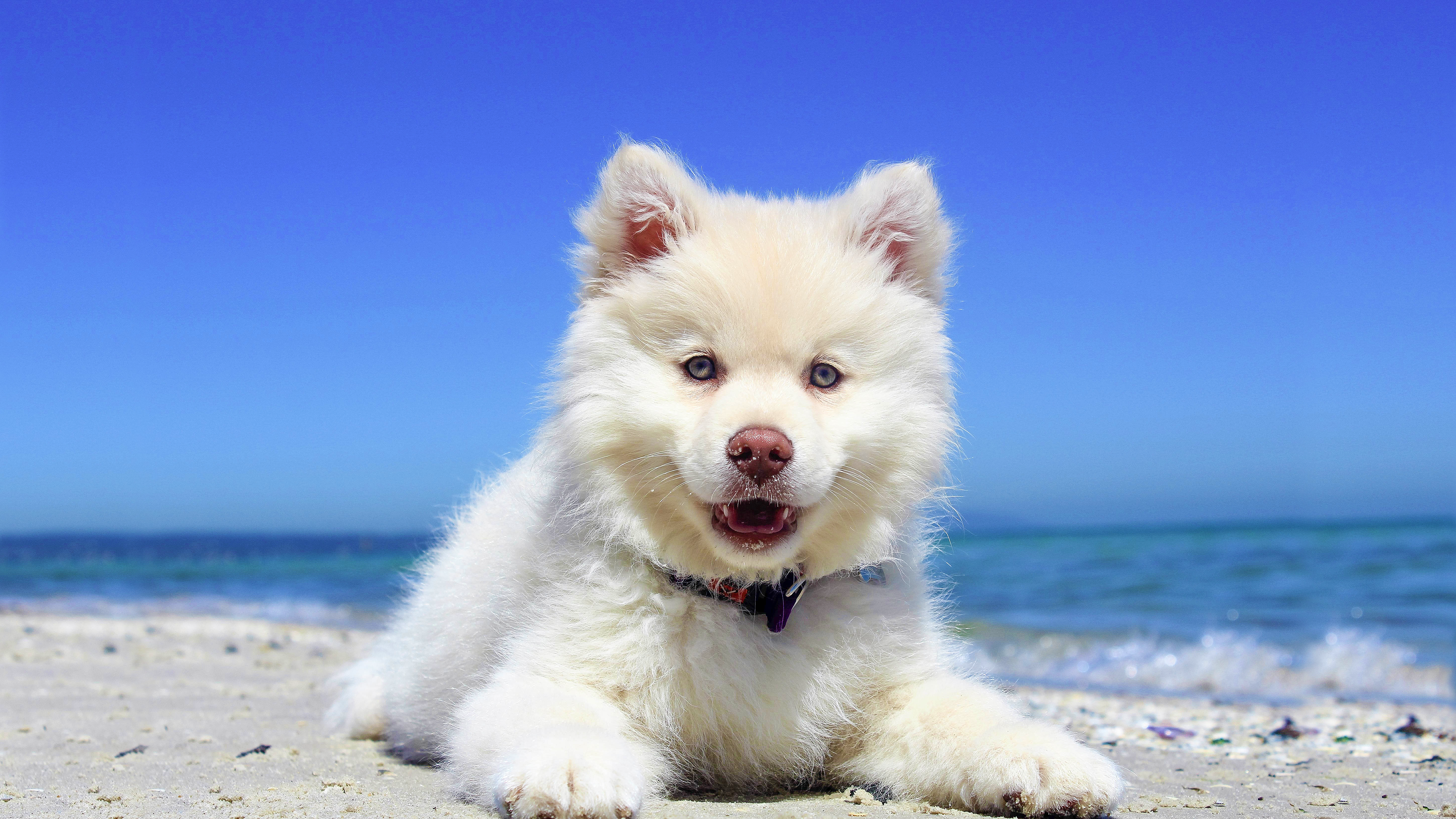 Beach Puppy Dog Desktop Wallpaper .wallpapertip.com
