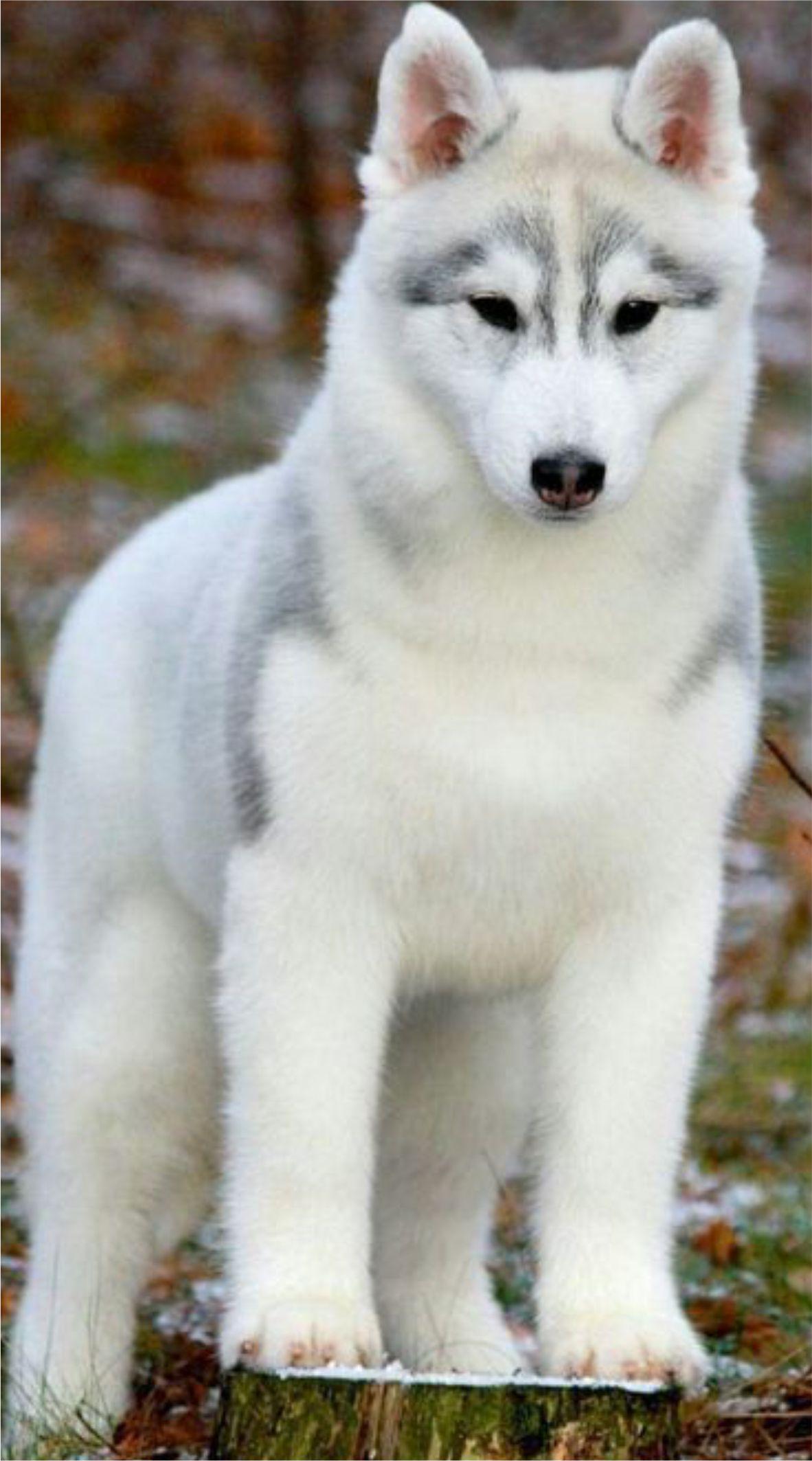 White Husky Wallpapers - Wallpaper Cave