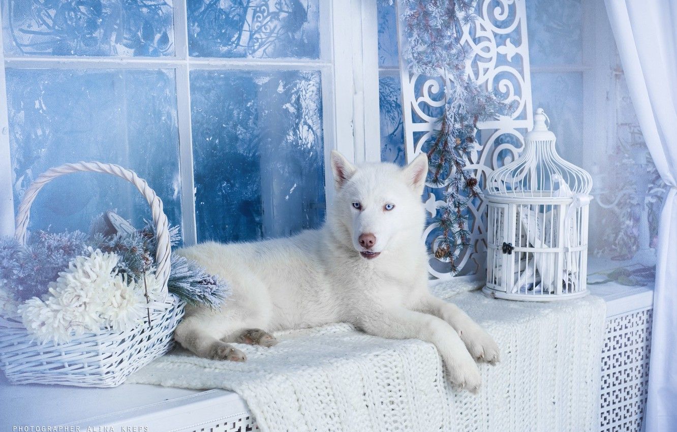 Wallpaper dog, white, husky imagegoodfon.com