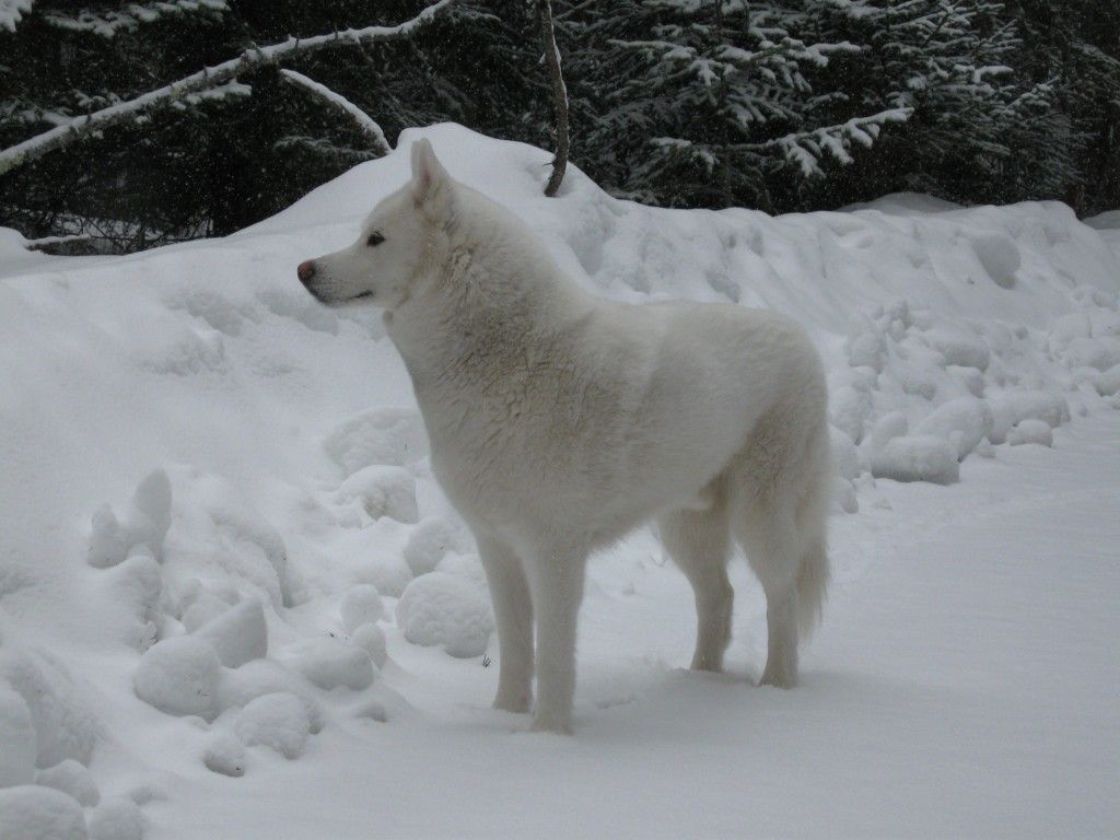 White Siberian Husky Wallpaper on .wallpaperafari.com