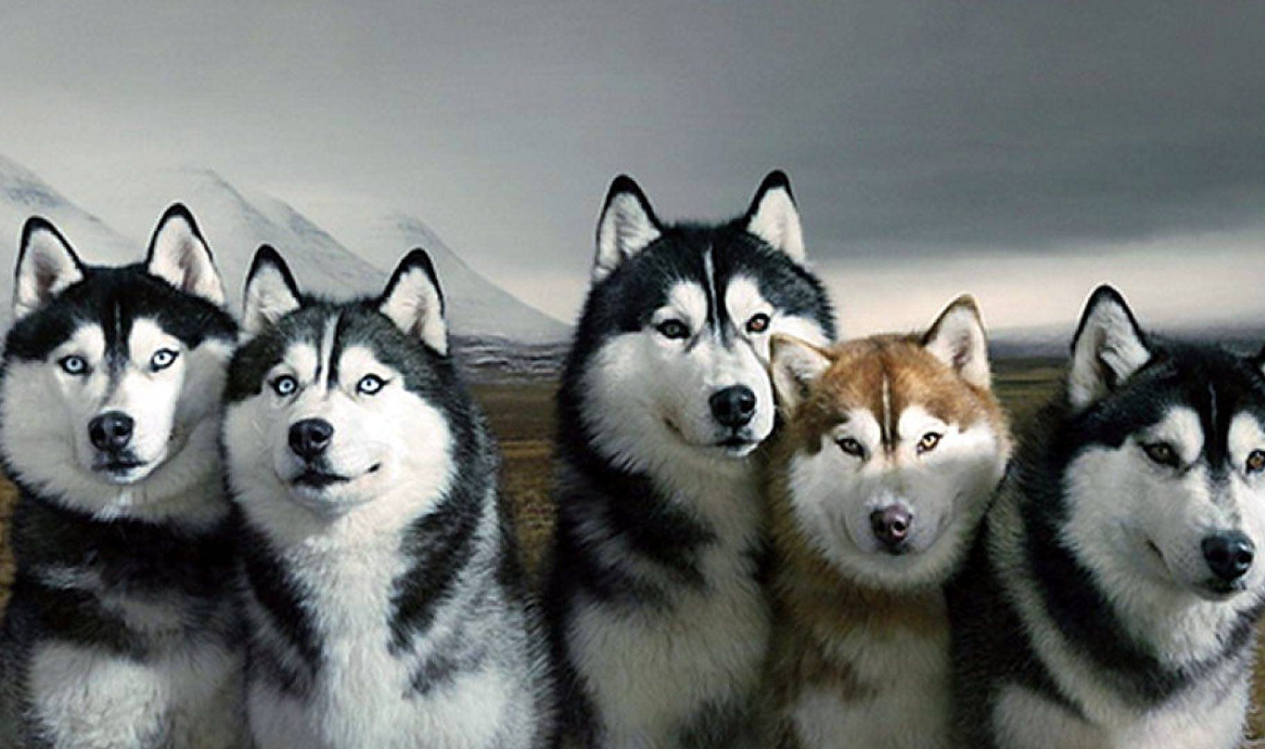 Siberian Husky Wallpaper 1824×1080 .allwhitebackground.com