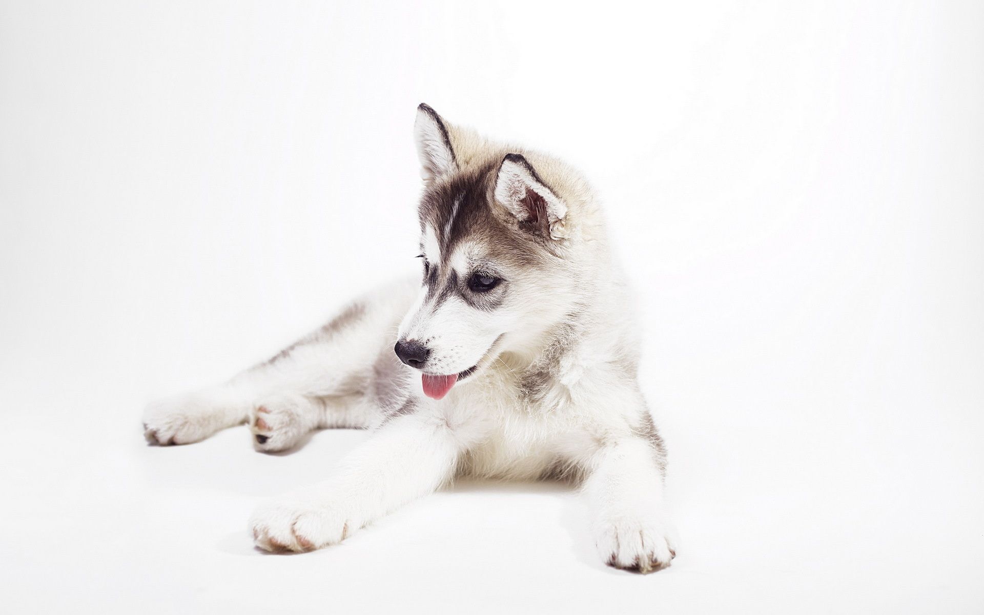 Siberian Husky Puppy Desktop Background .teahub.io