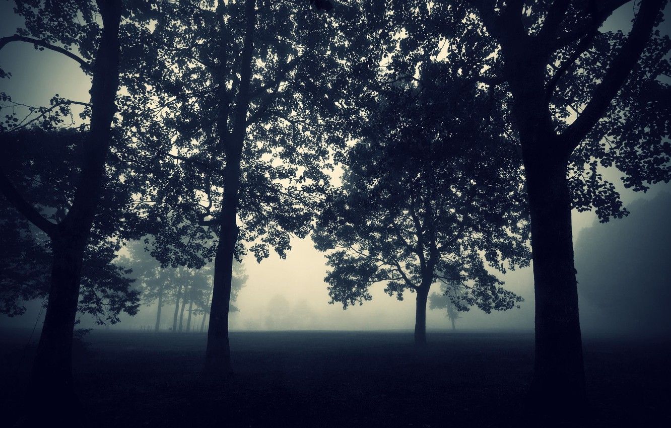 evening, Fog, Trees, Forest .goodfon.com
